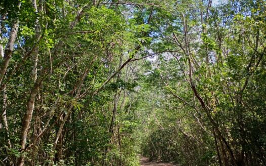 ¡GRAN OPORTUNIDAD EN TULUM! TERRENO EN ESQUINA CON PRECIO REBAJADO